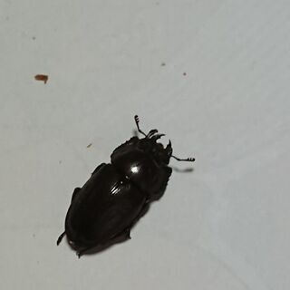 ノコギリクワガタ ペア②③④の画像