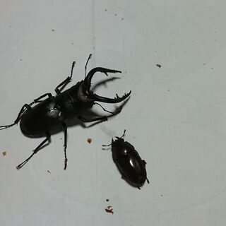 ノコギリクワガタ ペア②③④の画像