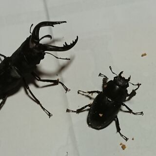ノコギリクワガタ ペア①の画像