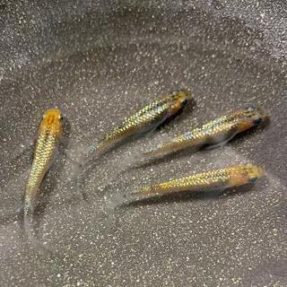 「忘却の翼めだか」の画像