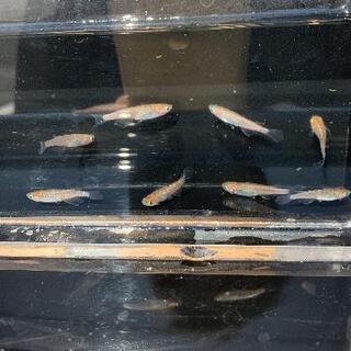 「忘却の翼めだか」の画像