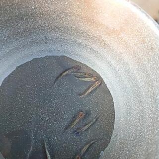 「忘却の翼めだか」の画像