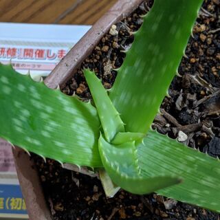 【無料】アロエ・鉢セット（観葉多肉植物）の画像