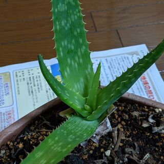【無料】アロエ・鉢セット（観葉多肉植物）の画像