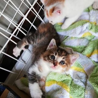 子猫3匹里親募集中