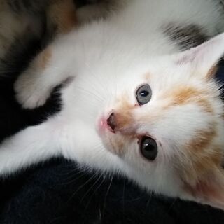 子猫3匹里親募集中 - 高島市