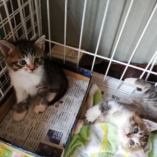 子猫3匹里親募集中 - 猫