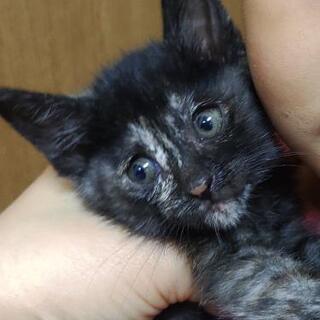 お洒落な黒サビ柄の子猫♀ちゃん

