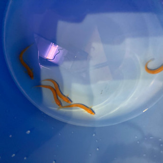 ヒドジョウ5匹 淡水魚