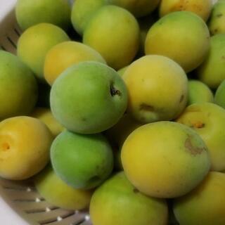 梅の実を譲って下さい