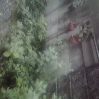 庭を　造って下さい