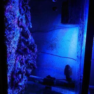 海水魚　アクアリウム