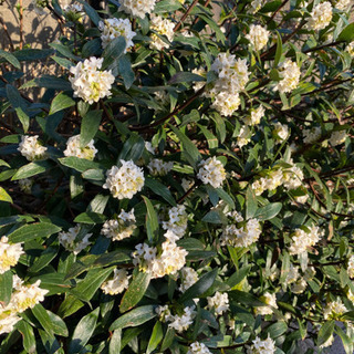 白いジンチョウゲ　挿木苗　2本