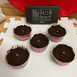 ニジイロクワガタ⑤幼虫5匹セット