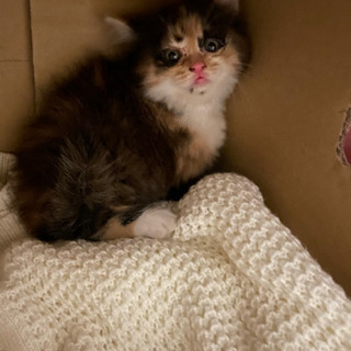 3ヶ月くらいのさびねこちゃん♡