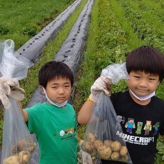 男爵いも じゃがいも掘り！