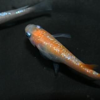 舞メダカ直系の紅白ラメメダカの針子！(*^^*)
