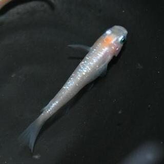 舞メダカ直系の紅白ラメメダカの針子！(*^^*)の画像