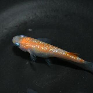 舞メダカ直系の紅白ラメメダカの針子！(*^^*)の画像