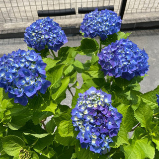 【値下げ無料】アジサイ　植物