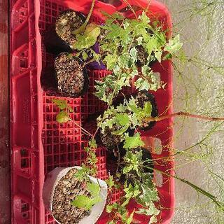 🤙 観葉植物 8セット 