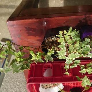 🤙 観葉植物 8セット の画像