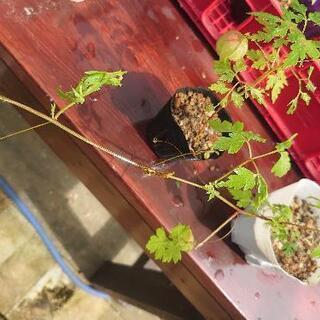 🤙 観葉植物 8セット の画像