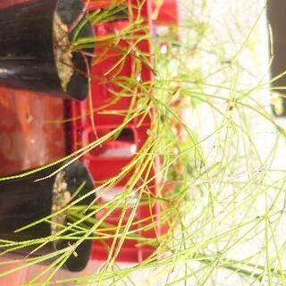 🤙 観葉植物 8セット の画像