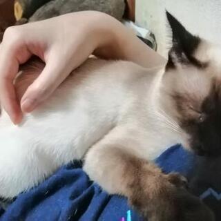 迷子 猫 探しています