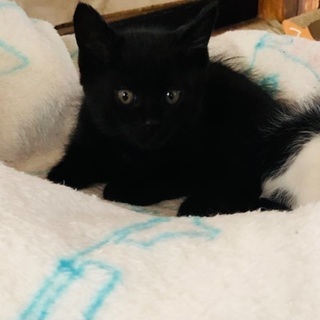 黒の子猫♡1ヶ月半