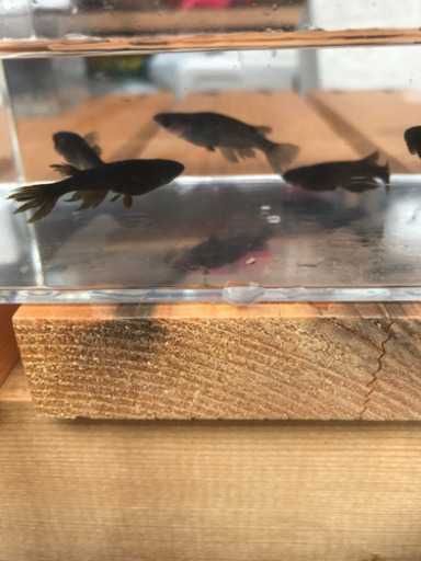 ✨サタンメダカ2ペア➕１匹の５匹セット　おまけでエサ少し　　取引中