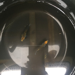 各種 メダカ 卵 有精卵 15個 500円