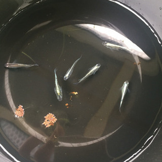 各種 メダカ 卵 有精卵 15個 500円の画像