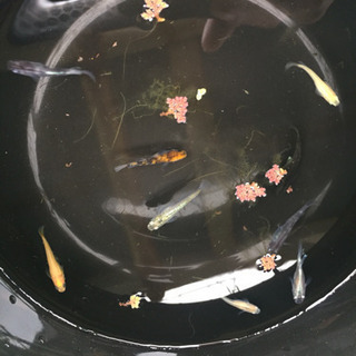 各種 メダカ 卵 有精卵 15個 500円の画像