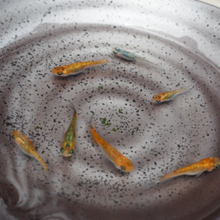 メダカ　夜桜ゴールドの稚魚(10匹) 