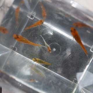 メダカ　夜桜ゴールドの稚魚(10匹) の画像