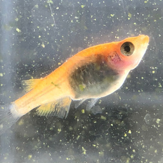 メダカ　夜桜ゴールドの稚魚(10匹) の画像