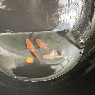 写真のメダカの稚魚になります