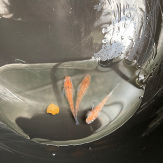写真のメダカの稚魚になりますの画像