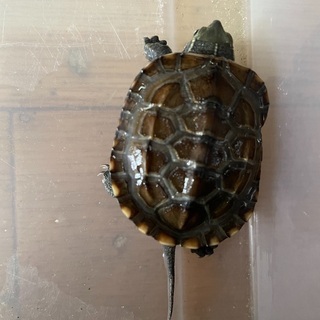 子亀