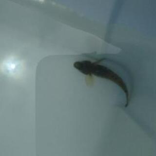 ヨシノボリ の画像