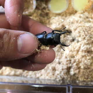 天然ノコギリクワガタコクワガタの画像