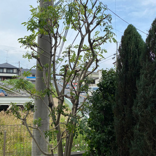 シマトネリコ(タイワンシオジ)3mくらいの画像