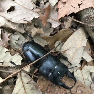 昆虫採集しませんか？