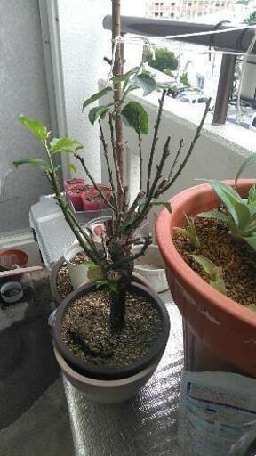 白梅の木　取引中