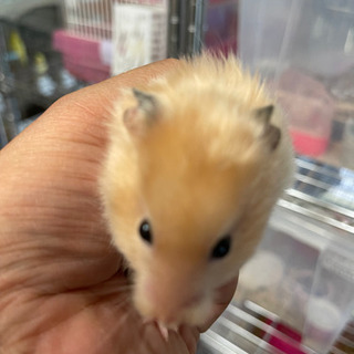 Bird28です！別府市中須賀元町にあるペットショップ。ゴールデンハムスター1匹1500円〜 - 別府市