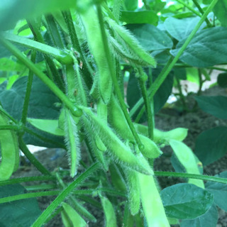夏のバイト❣️ 枝豆農家　事務員さん　短期