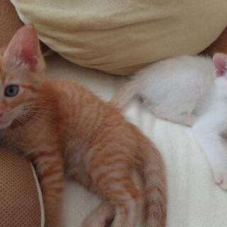 里親きまりました★子猫 ★2匹 飼ってくださる方探しています