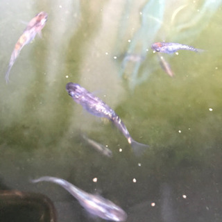 三色ラメめだか　たまご　