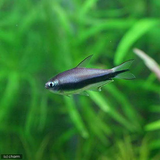 エンペラーテトラ　あげます。　熱帯魚